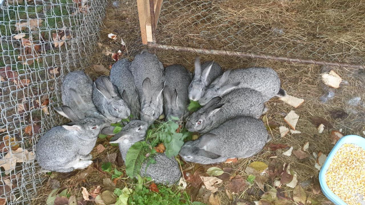 Pensiunea Agroturistica Cerna, Vaideeni, Valcea Exteriér fotografie